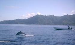 dolphins of ovalau