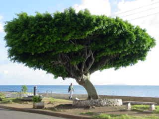 banjan tree, levuka beach street