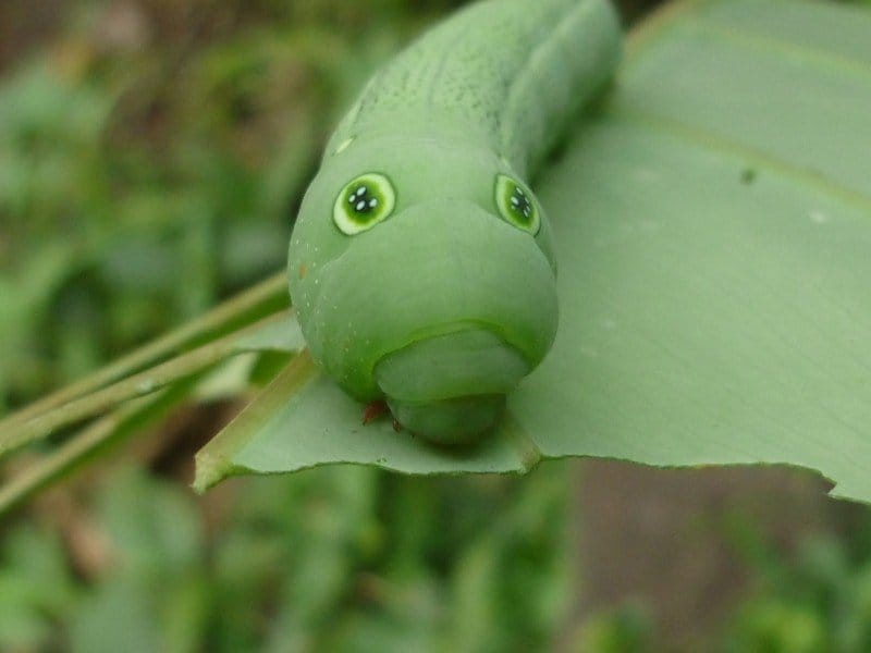 レヴカ, レヴカの昆虫